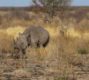 Nashorn