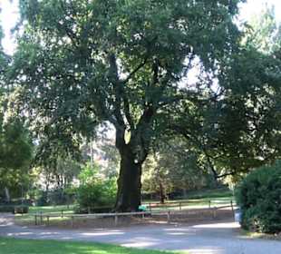 Alter Botanischer Garten