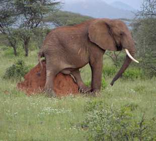 Hilfe, es juckt mich!