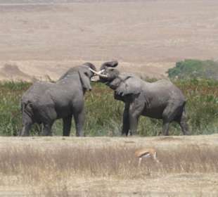 Elefanten beim Kräftemessen, Ngotongoro
