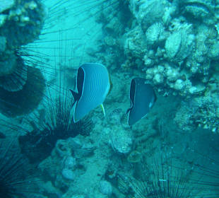 Diving Center - Grand Hotel Stella di Mare