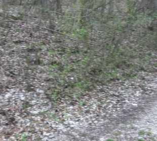 Wanderung rund um das Rusenschloss Gerhausen