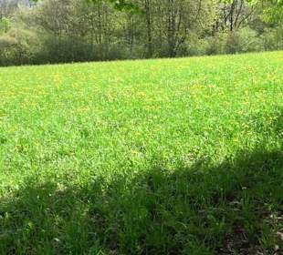 Naturerlebnisweg des NABU-Metzingen