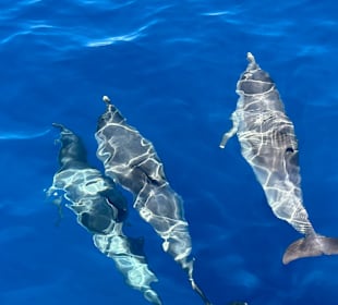 Katamaranausflug mit der Blue Delfin