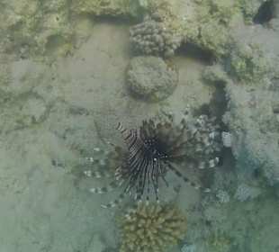 Rafa przy hotelu/ skrzydlica