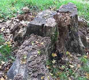 Wandern um die Rauber Ruine