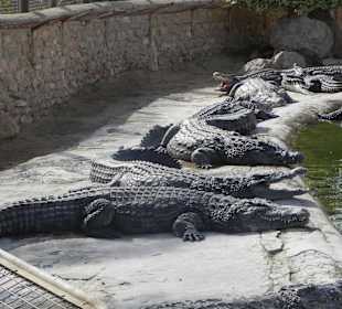 Die Krokos ruhen