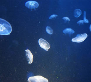 Cretaaquarium