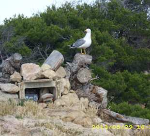 Möve am Faro Capdepera