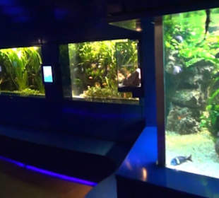 Niedersächsisches Landesmuseum