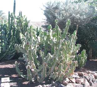 Jardin Botanico de Cactus im Oasispark