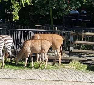 Zebras und andere Tiere
