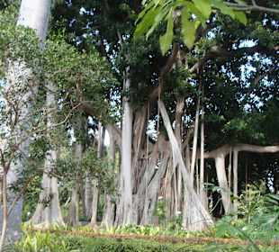 Viele sehenswerte Bäume