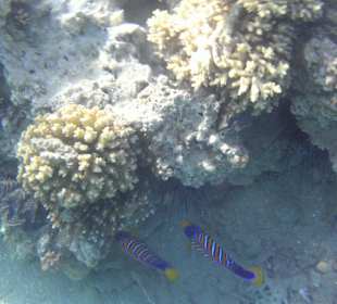 Schnorcheln am Hotelstrand