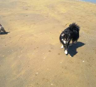 Der Hundestrand dei Pini