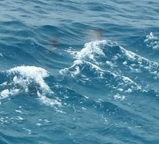 Delfine im Roten Meer