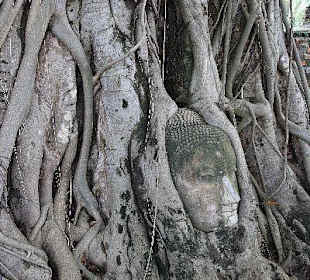 Twarz buddy w dzrzewie