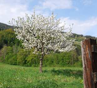 Blütenmeer am Ossiacher See