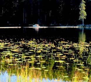 Seerosenblätter im Sonnenlicht