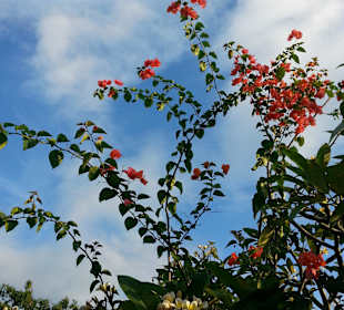 Überall tolle Blumen