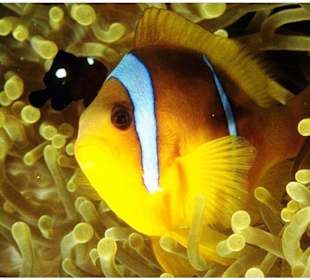 Unterwasserwelt Rotes Meer - Delphinschwimmen Hurgha