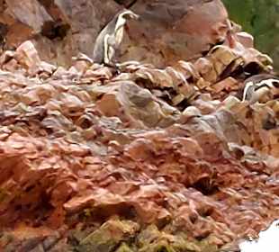 Ausflug Ballestas Inseln