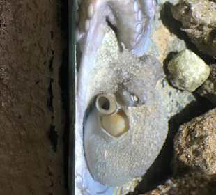 Armer Pulpo. Kein Platz, sich zu bewegen! 