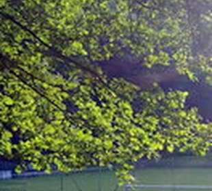 Grillplatz Arnbachquelle Oberarnbach in Landstuhl