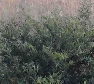 Krüger Nationalpark