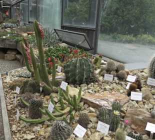 Wüstenpflanzen -  Alter Botanischer Garten