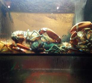 Auslagen der Restarants