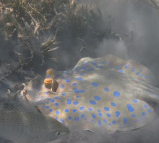 Schnorcheln im Hausriff