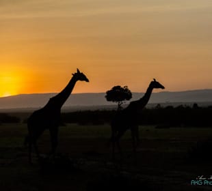 Giraffen im Sonnenaufgang