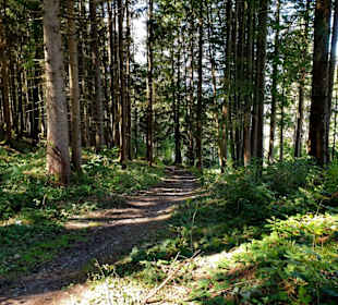 Waldweg