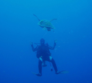 Schildkröte und Taucher