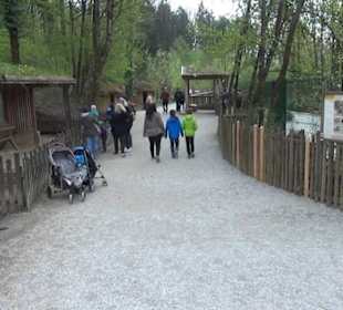 Südamerika Bereich - Kamerunschaf