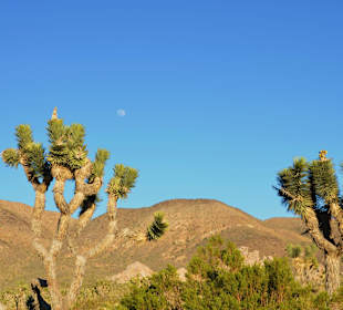 Joshua Trees