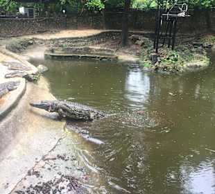 Mamba-Krokodilfarm