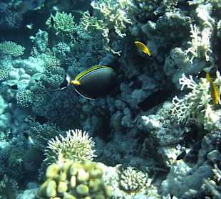 Unterwasser bei Schnorchelausflug