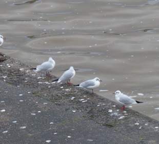 Blick von der Alten Mainbrücke