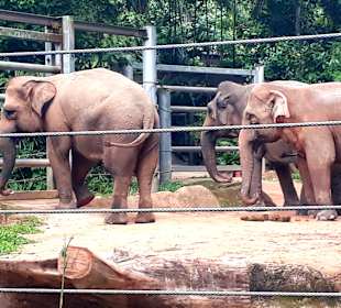 Singapur Zoo