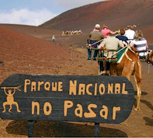 Dromedartour vom Dorf Uga aus