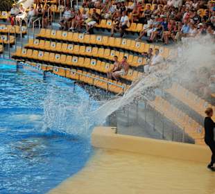 Die Orkas machen Stimmung!