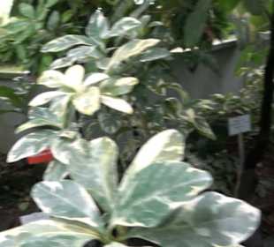 Tropicarium