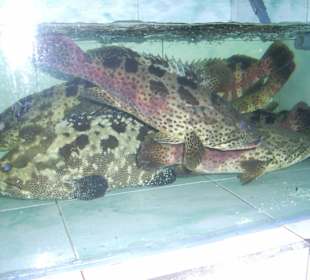 Jimberan Essen und Trinken