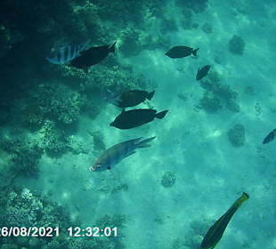 Schnorcheln Makadi Bay