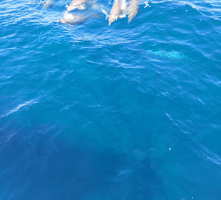 Delfin Tour Hurghada