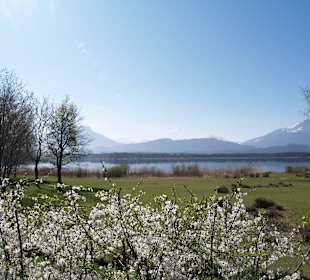 Frühling am Hopfensee