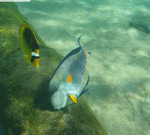 Schnorcheln Makadi Bay