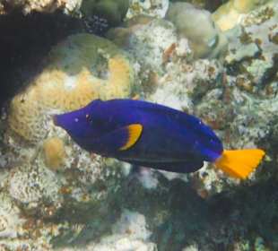 Schnorcheln Sahl Hasheesh